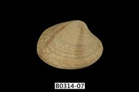 藏品(海瓜子簾蛤)的圖片